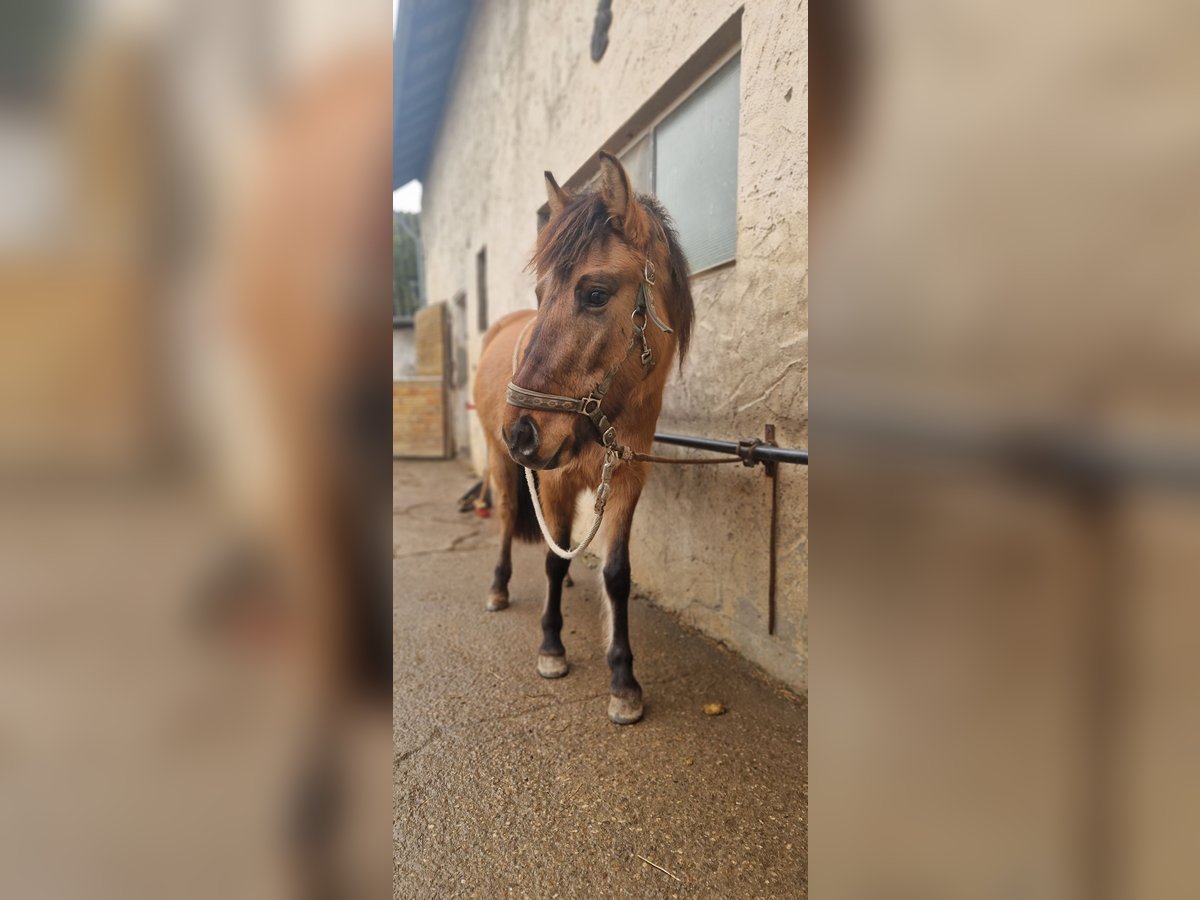 Konik Mix Giumenta 3 Anni 130 cm Falbo in Schlangenbad