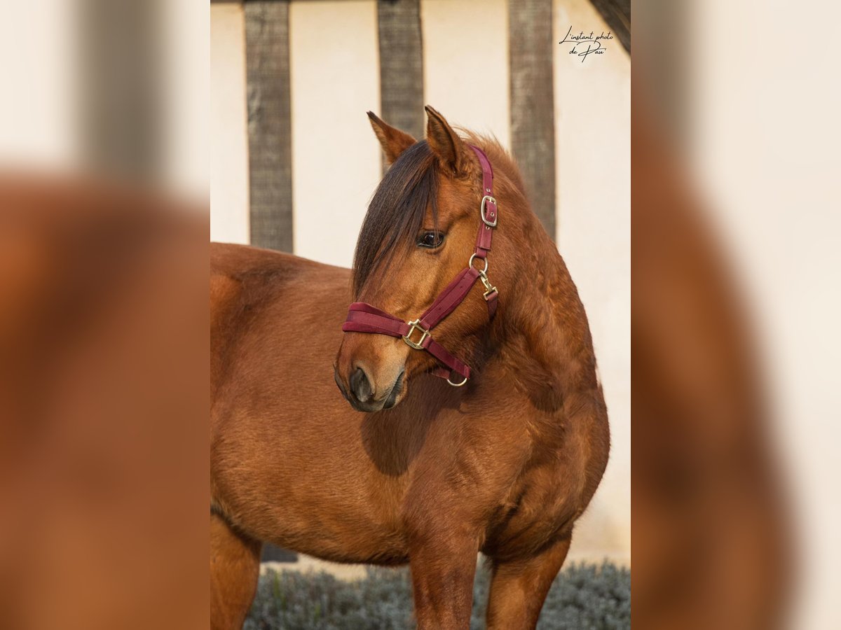 Konik Giumenta 4 Anni 141 cm in Breux-sur-Avre