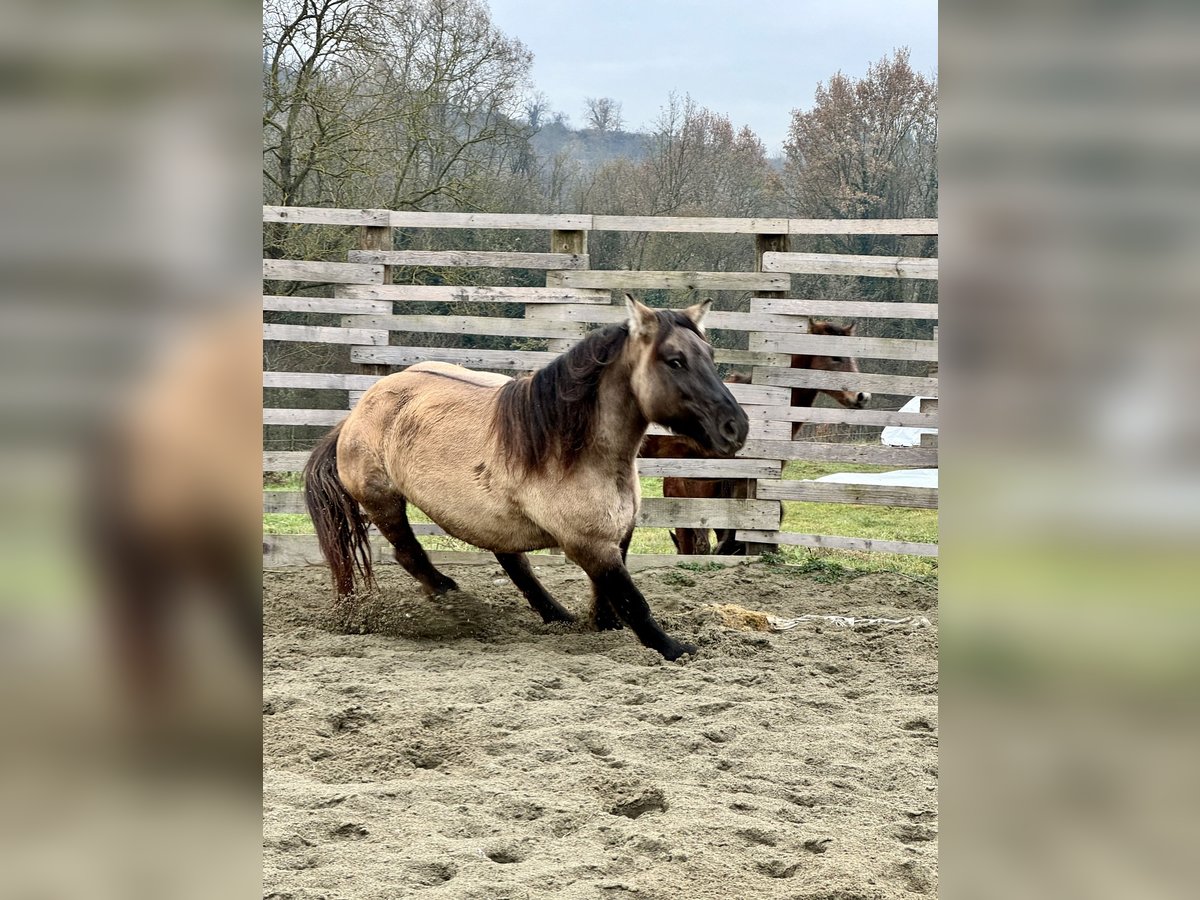 Konik Giumenta 4 Anni 147 cm Grullo in Moncucco Torinese