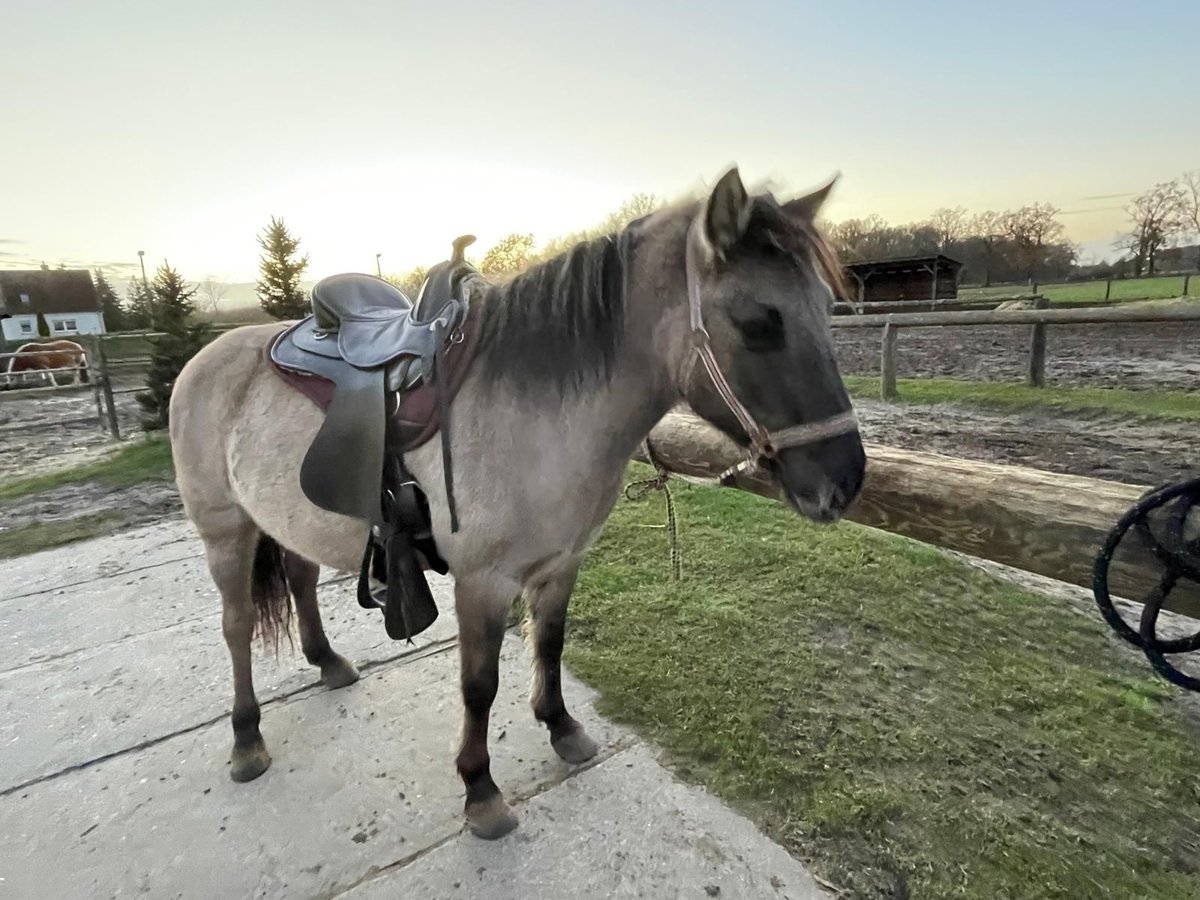 Konik Giumenta 5 Anni 136 cm Falbo in Falkensee