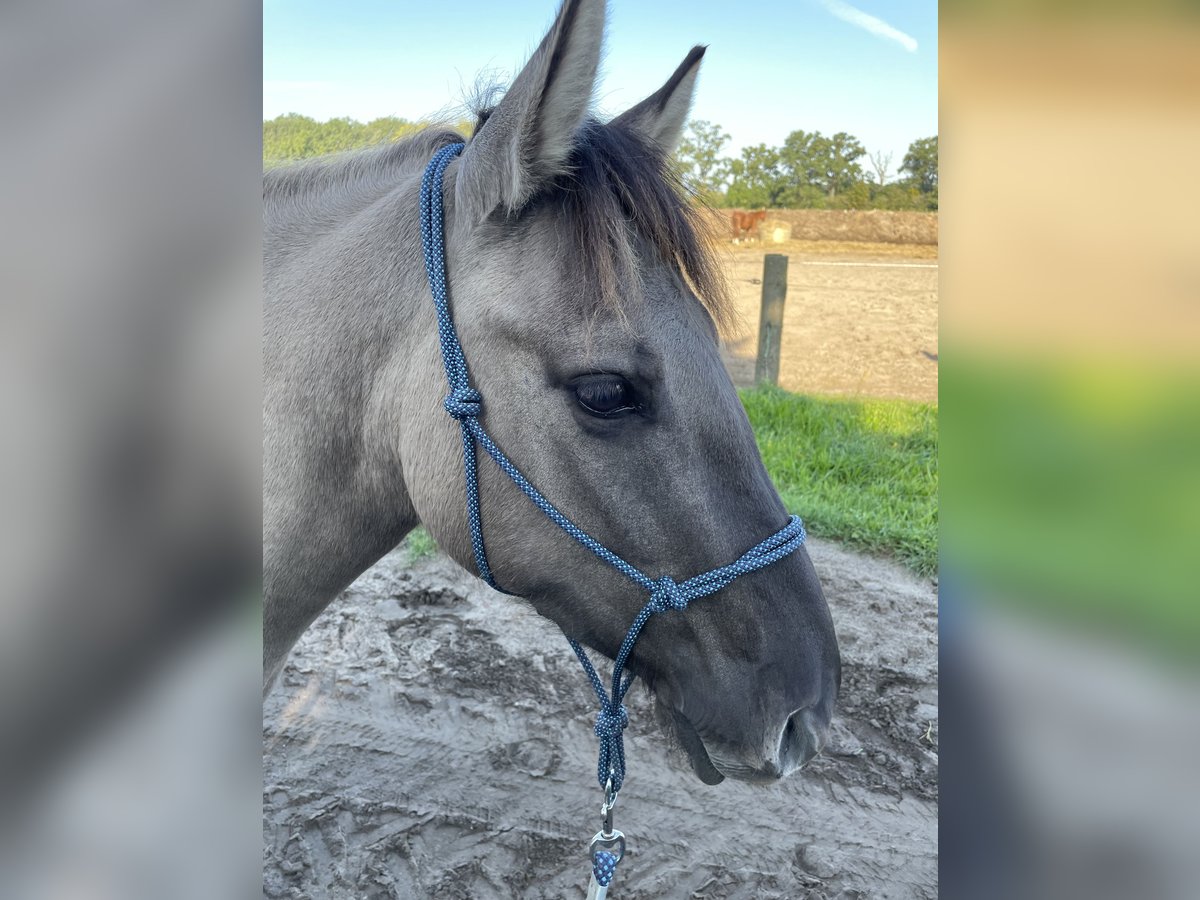 Konik Giumenta 5 Anni 136 cm Falbo in Paulinenaue