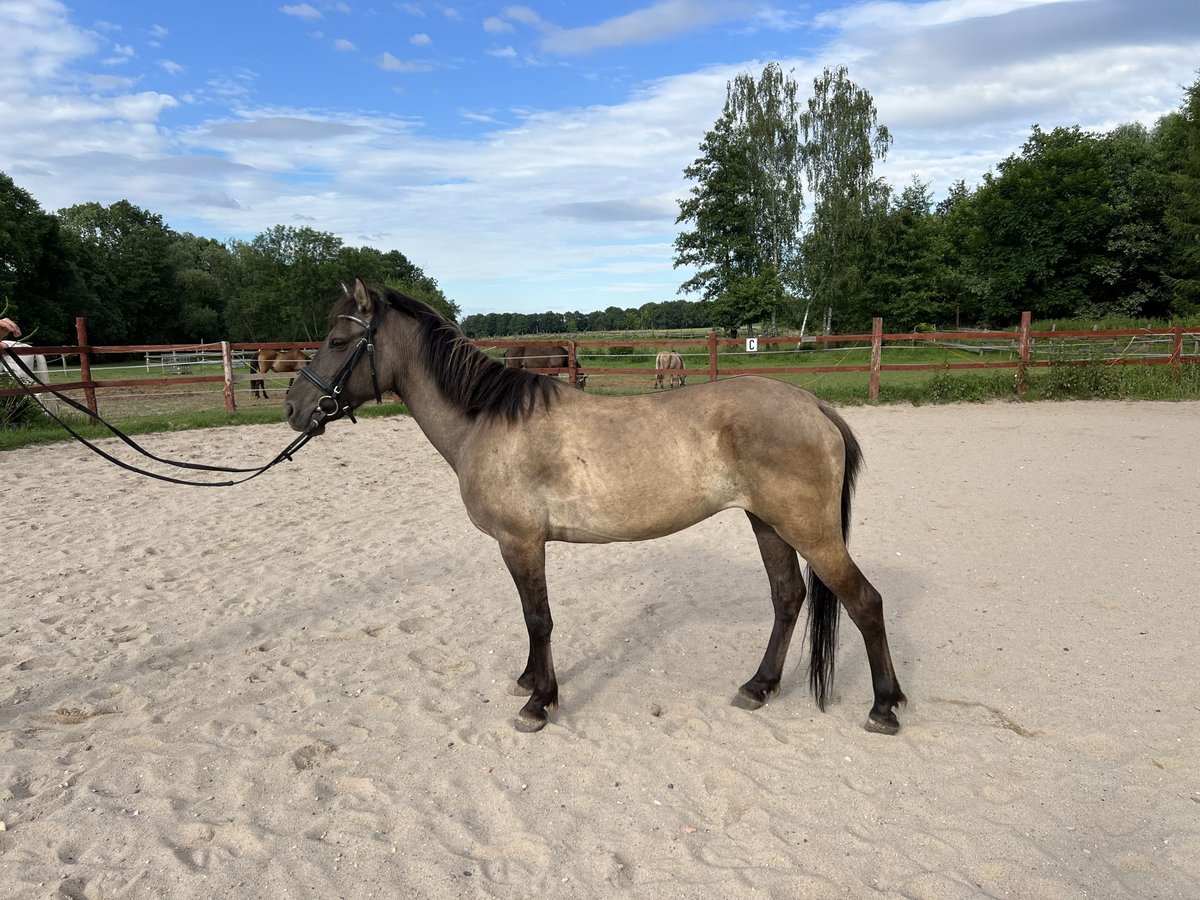 Konik Giumenta 6 Anni 143 cm Grullo in Szczepanów