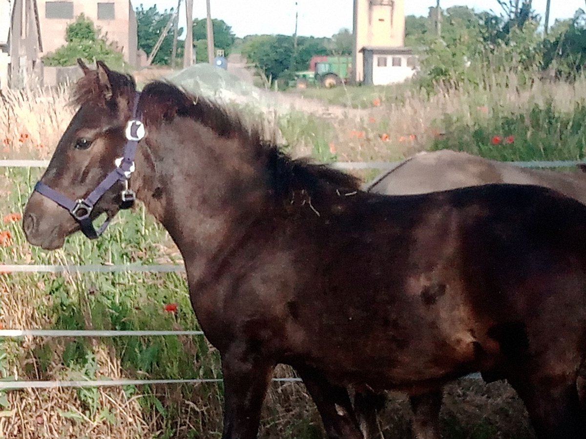 Konik Hengst 1 Jahr 140 cm Buckskin in S&#x142;ubice