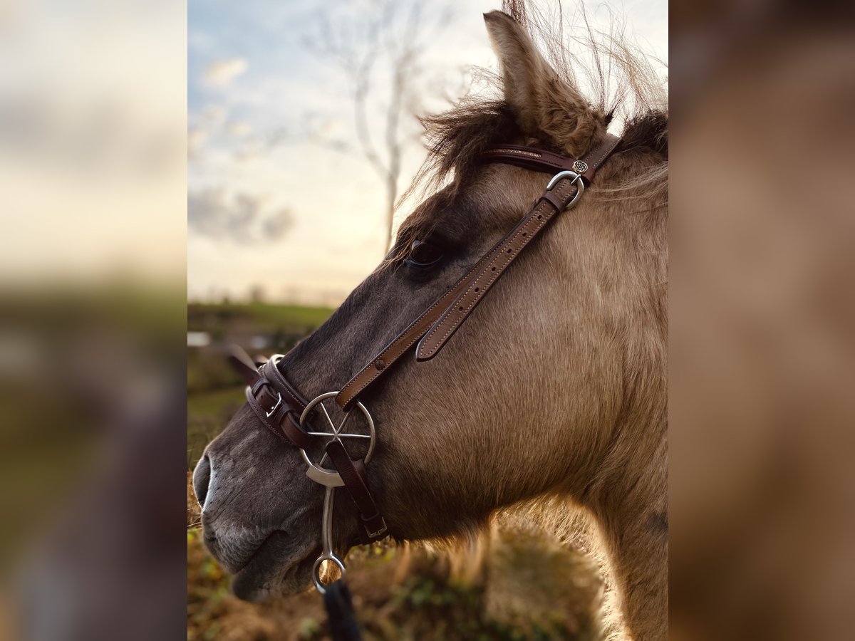 Konik Hengst 20 Jahre in Lüdenscheid