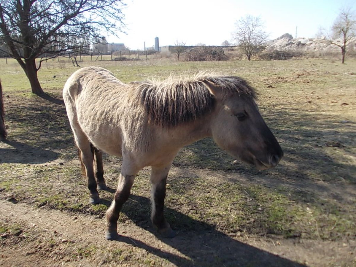 Konik Hengst 2 Jahre 135 cm Falbe in Stendal