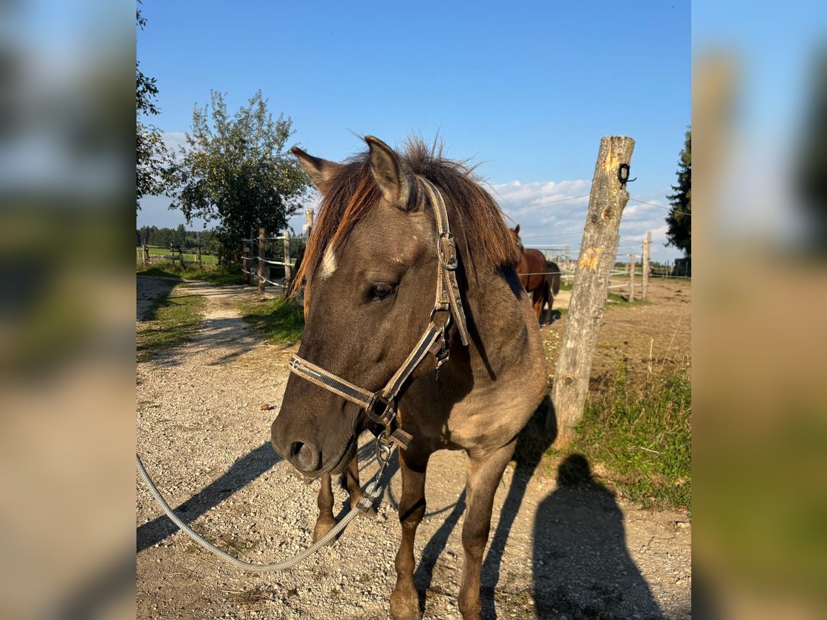 Konik Hengst 2 Jahre 135 cm Grullo in Sipbachzell