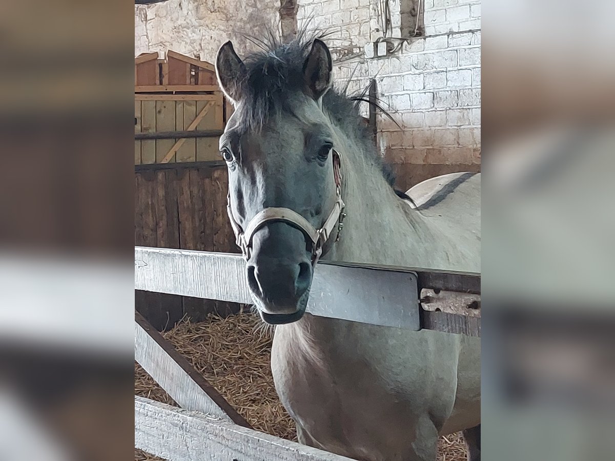 Konik Hengst 7 Jaar 140 cm Falbe in Susteren