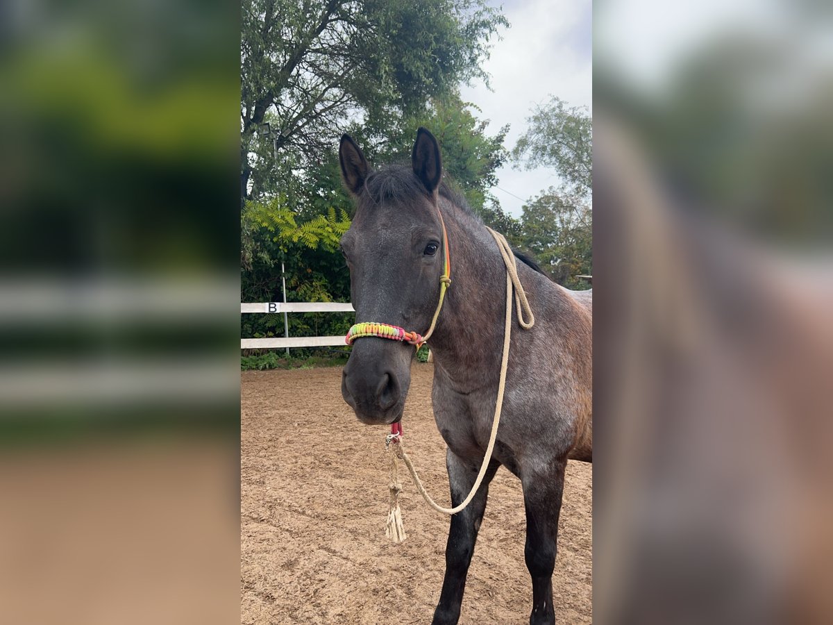 Konik Croisé Hongre 16 Ans 151 cm Rouan Bleu in Gauting