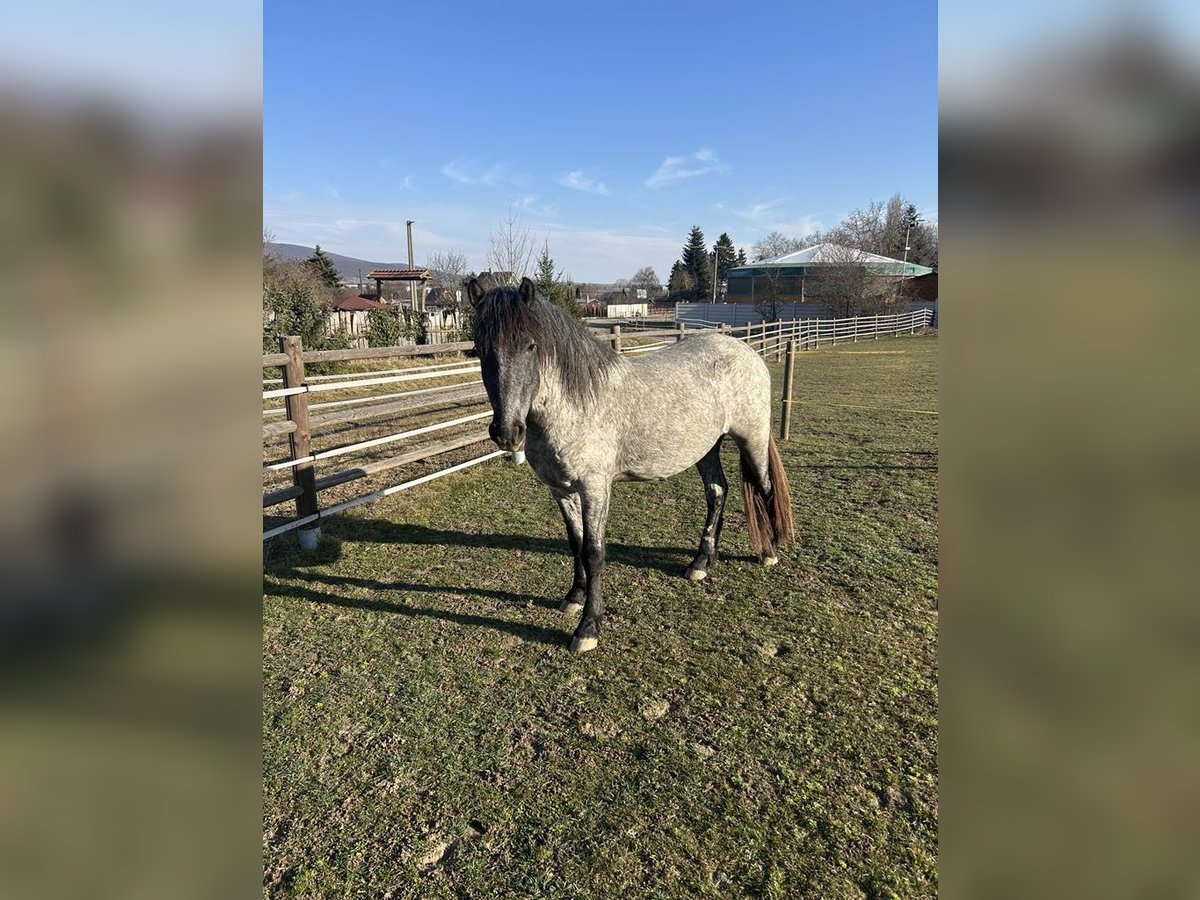 Konik Croisé Hongre 3 Ans 150 cm Rouan Bleu in Zlat&#xE9; Moravc&#xE9;