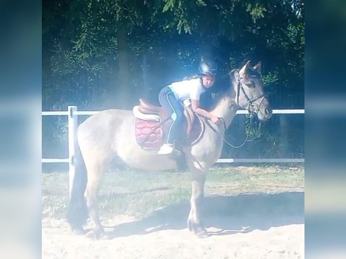 Konik Hongre 4 Ans 140 cm Isabelle in Forst