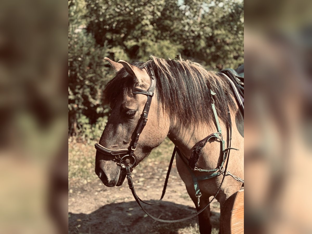 Konik Hongre 5 Ans 134 cm Alezan dun in Narewka