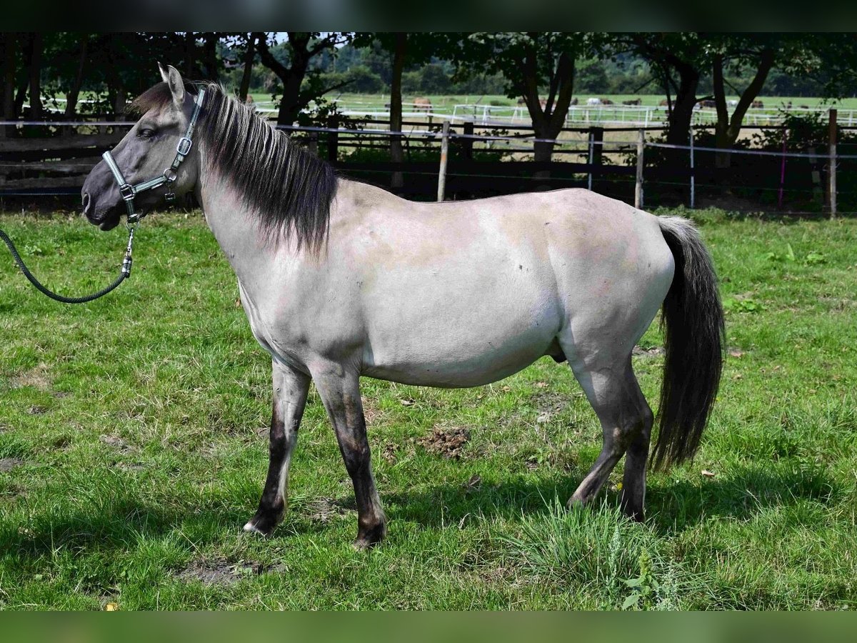 Konik Hongre 6 Ans in WerneWerne