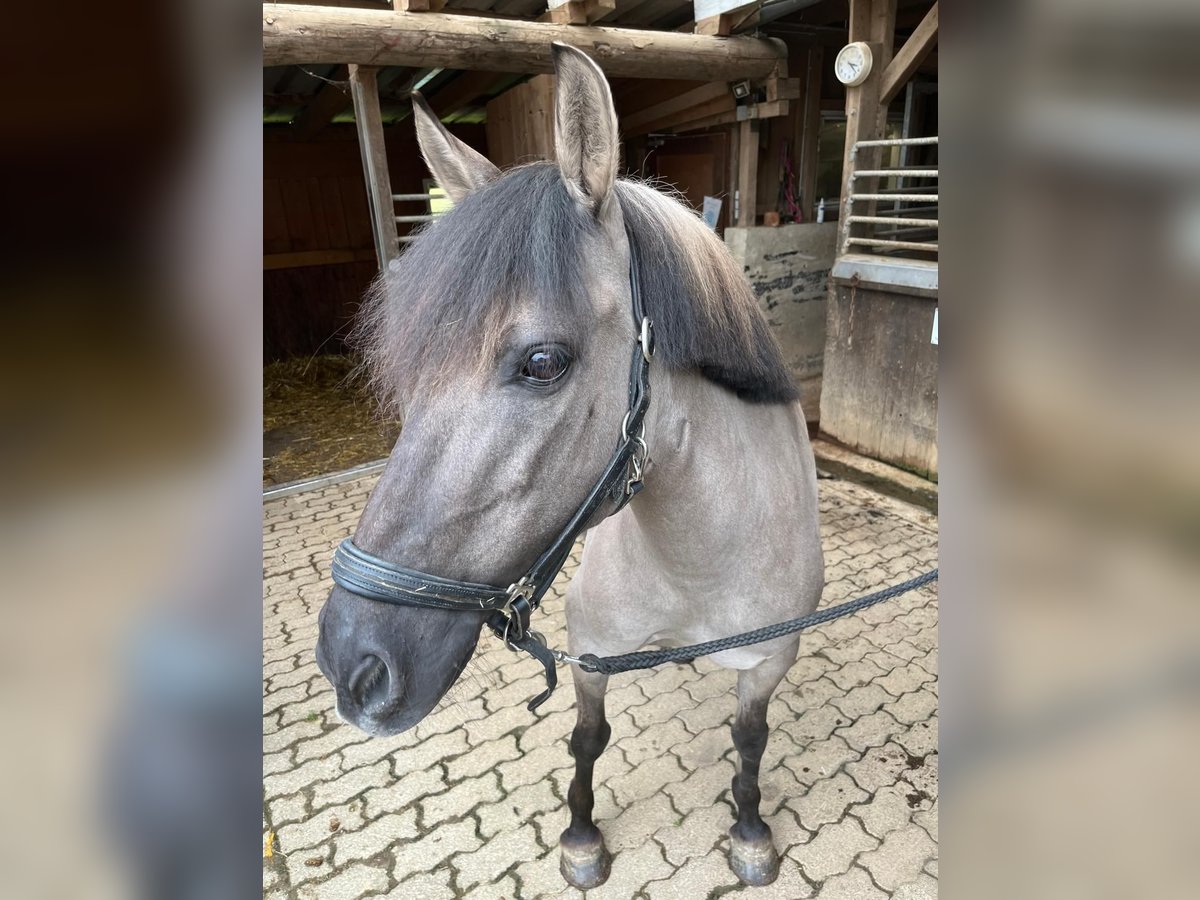 Konik Jument 11 Ans 135 cm Isabelle in Lahr/Schwarzwald