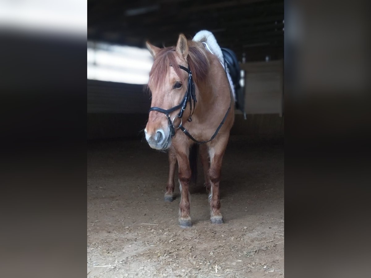 Konik Jument 11 Ans 140 cm Alezan in Grafrath