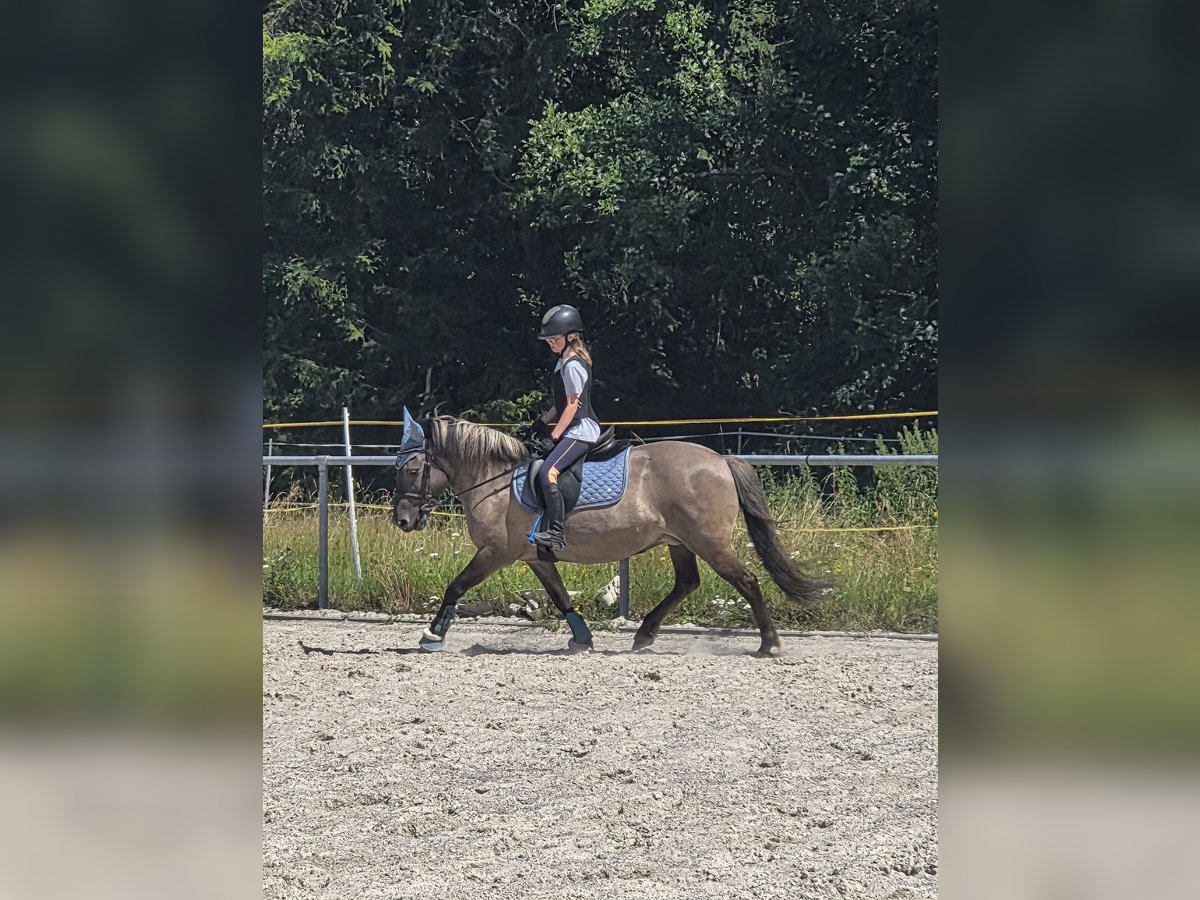 Konik Jument 13 Ans 135 cm Isabelle in Driedorf