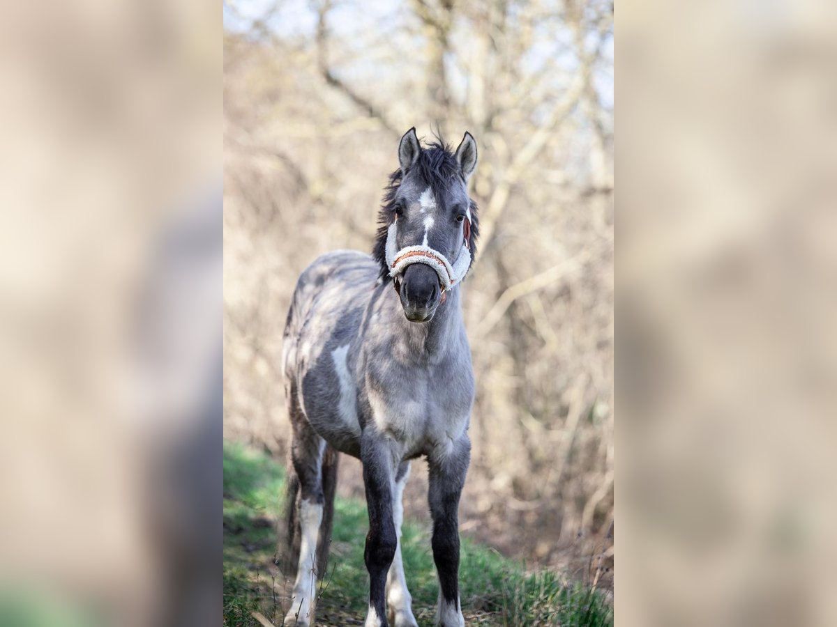 Konik Jument 2 Ans 130 cm Pinto in Bruchsal Konik Jument 2 Ans 130 cm Pinto in Bruchsal