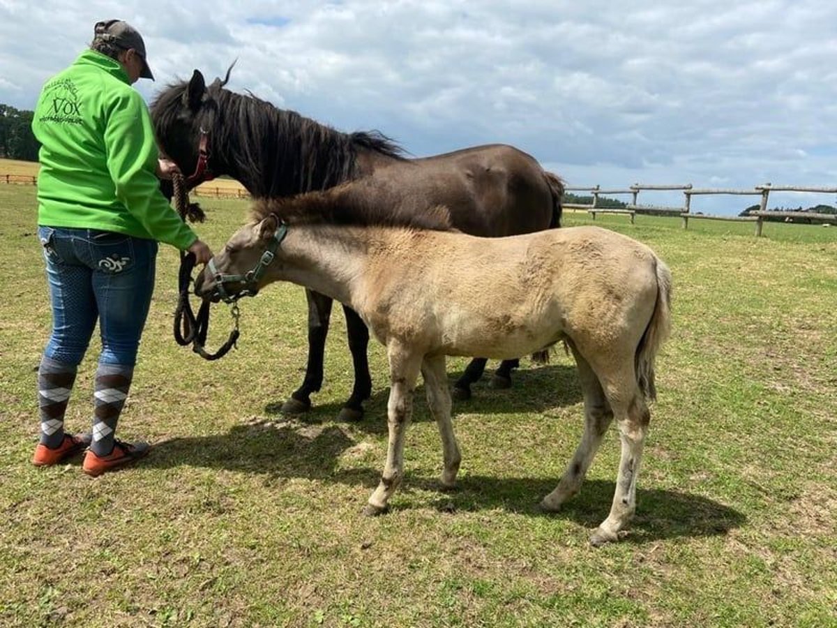 Konik Jument 2 Ans 140 cm Isabelle in Eggermühlen