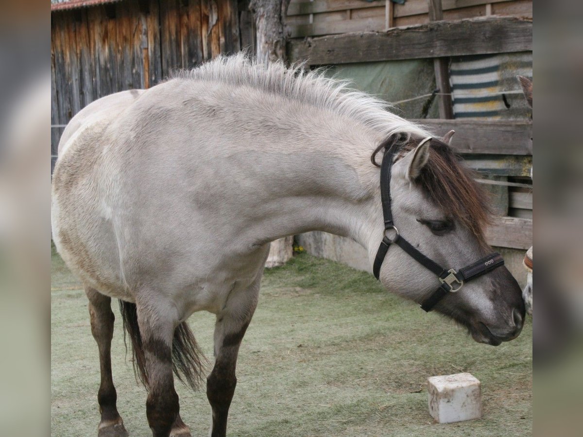 Konik Croisé Jument 5 Ans 148 cm Grullo in Calden