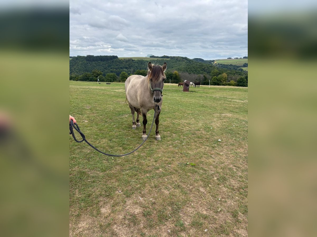 Konik Jument 7 Ans 145 cm in Strotzb&#xFC;sch