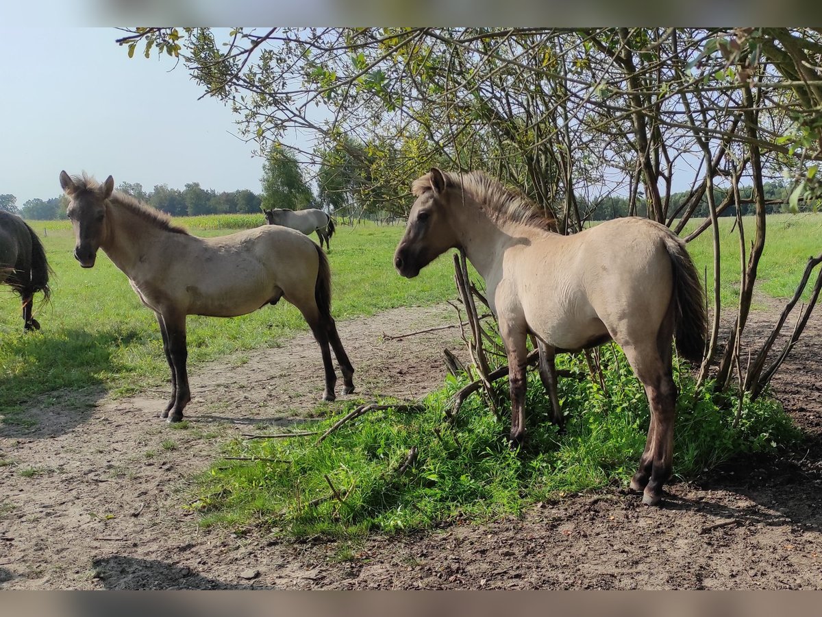 Konik Jument Poulain (03/2024) 135 cm Alezan dun in Dobrzany