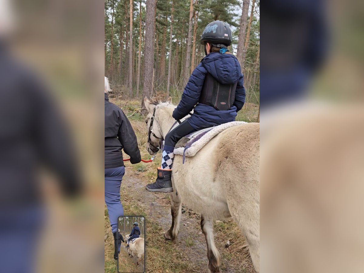 Konik Mare 11 years 13,1 hh in Wienhausen