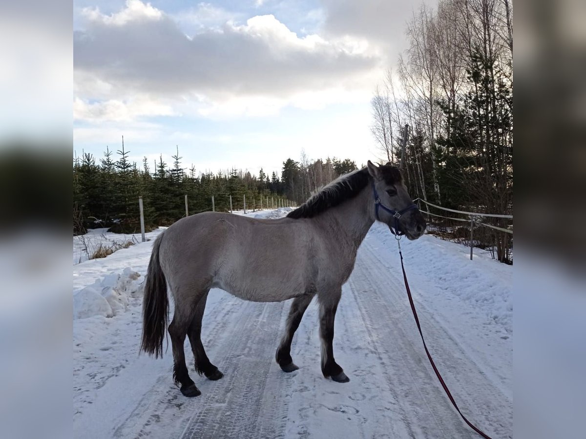 Konik Mare 11 years 14,2 hh Grey in M&#x101;rciena