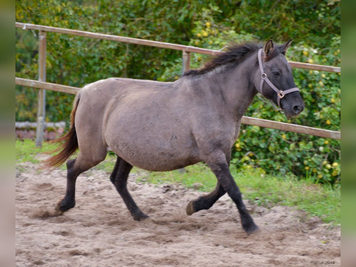 Konik Mare 12 years 13,1 hh Grullo in Adelsheim