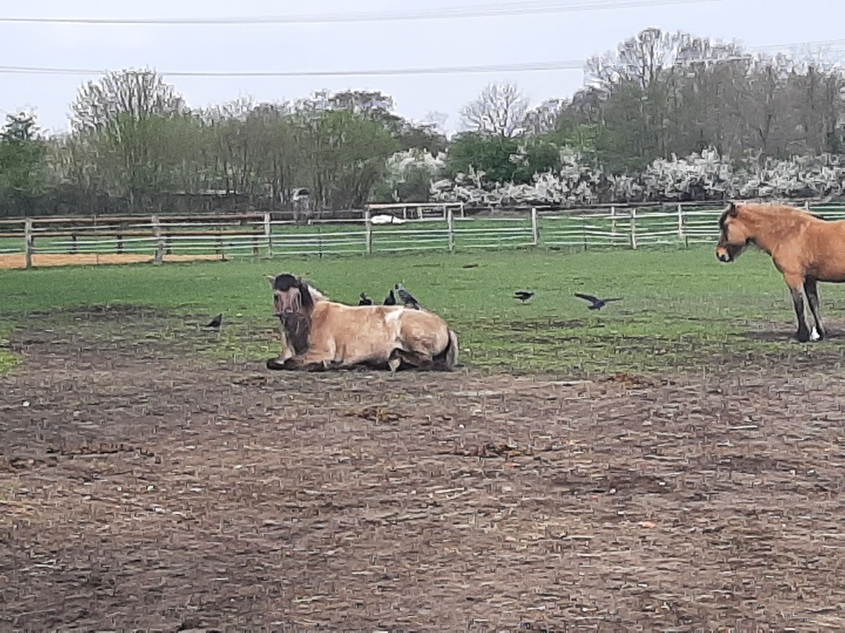 Konik Mare 13 years 13,2 hh Dun in Hamburg s&#xFC;lldorf