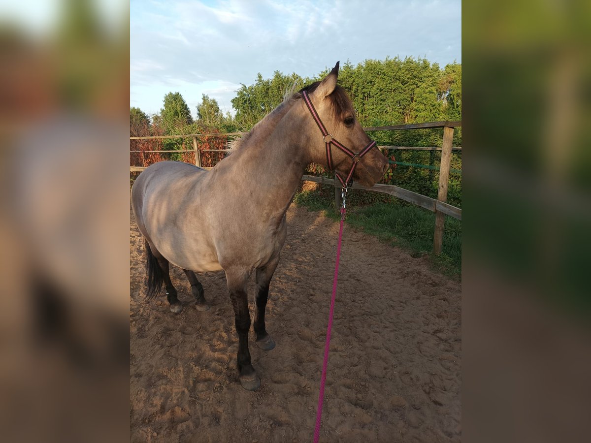 Konik Mare 13 years 14,1 hh in Katowice