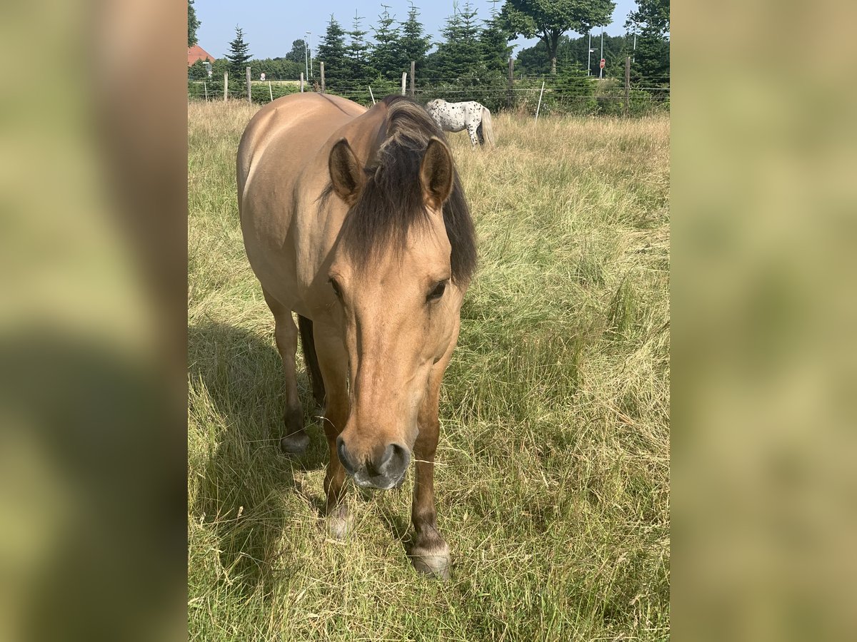 Konik Mare 15 years 13,2 hh Dun in Hannover