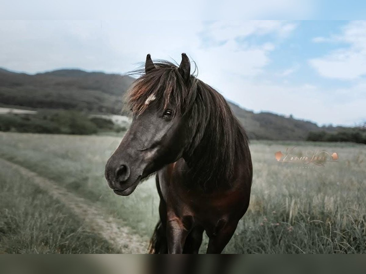 Konik Mix Mare 16 years 11,2 hh Black in Herrischried