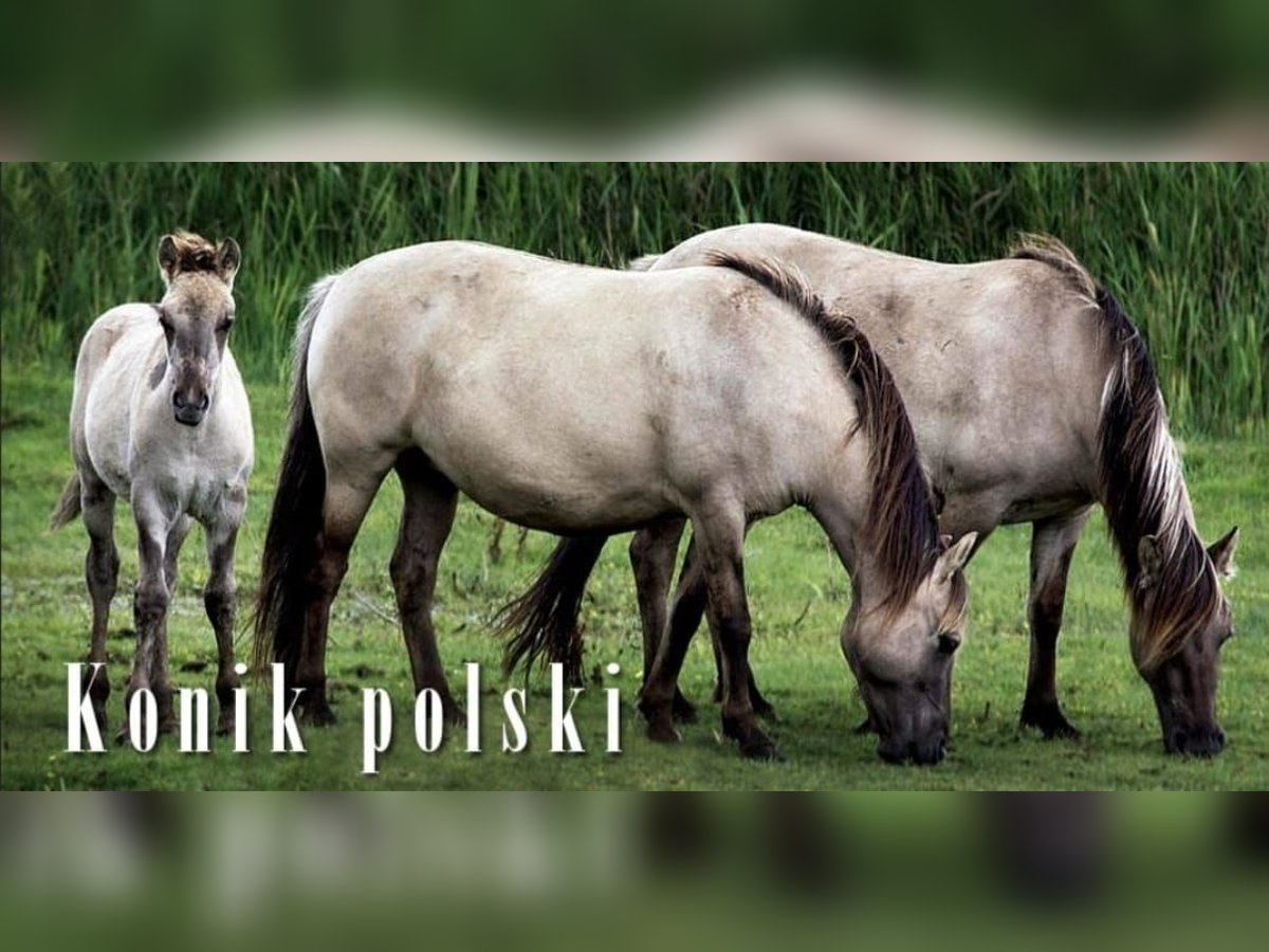 Konik Mare 1 year 13,1 hh Grullo in Calenzana