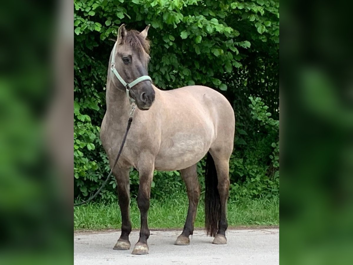 Konik Mare 21 years 13,3 hh Dun in Cadolzburg Konik Mare 21 years 13,3 hh Dun in Cadolzburg