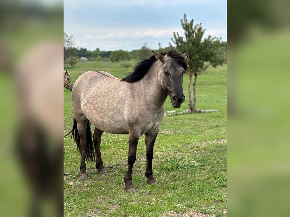 Konik Mare 4 years 13,1 hh Grey in Narewka Konik Mare 4 years 13,1 hh Grey in Narewka