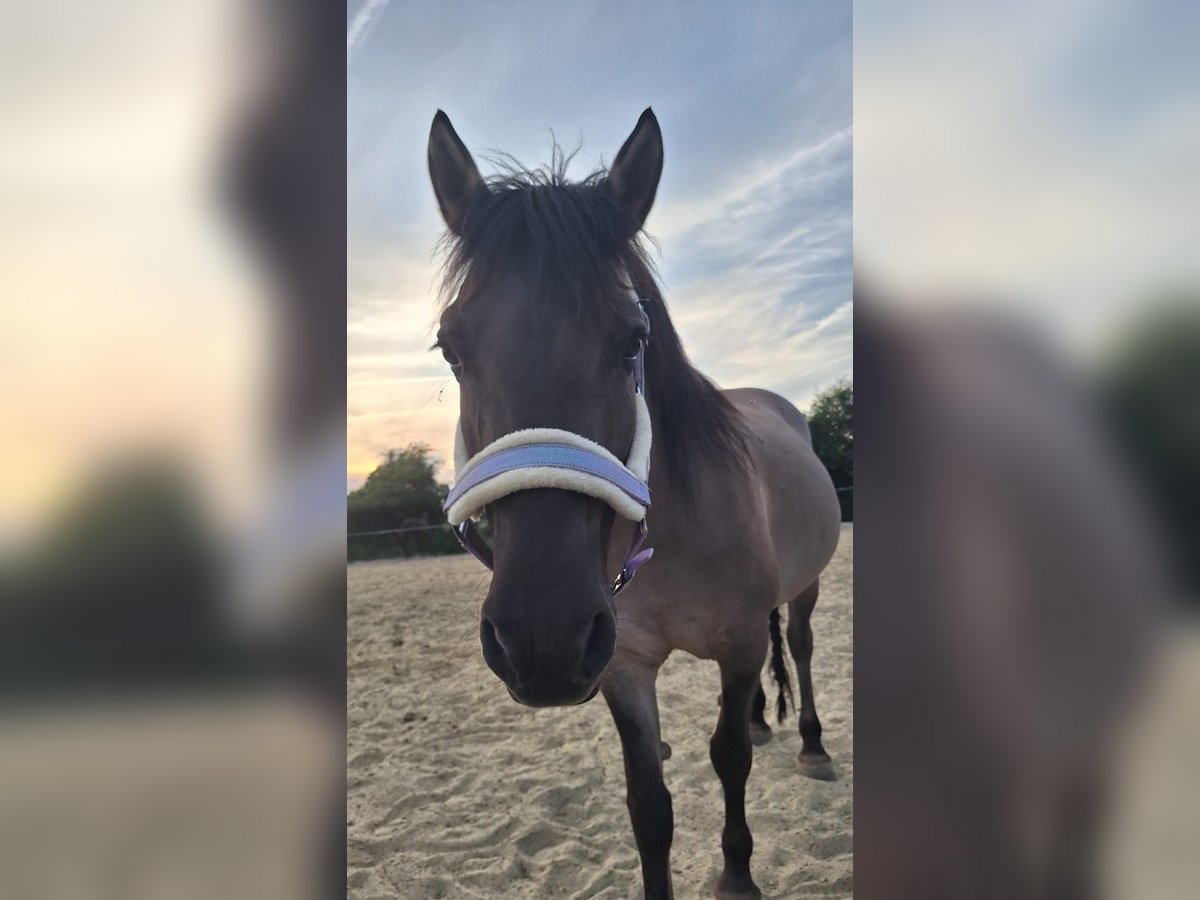 Konik Mare 9 years 13,2 hh Dun in Dinslaken