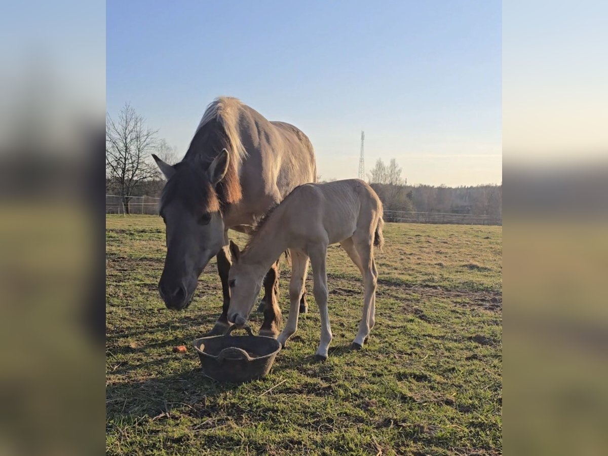 Konik Merrie 11 Jaar 150 cm Schimmel in M&#x101;rciena