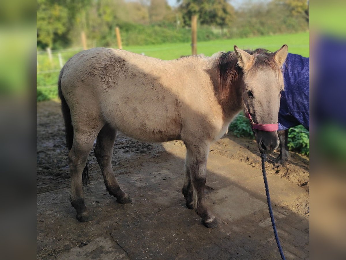 Konik Merrie 1 Jaar 130 cm in Castrop-Rauxel