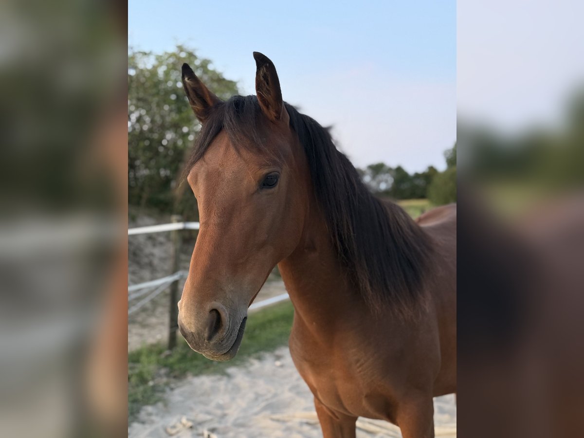 Konik Mix Merrie 1 Jaar 142 cm Zwartbruin in Neukirchen-Vluyn