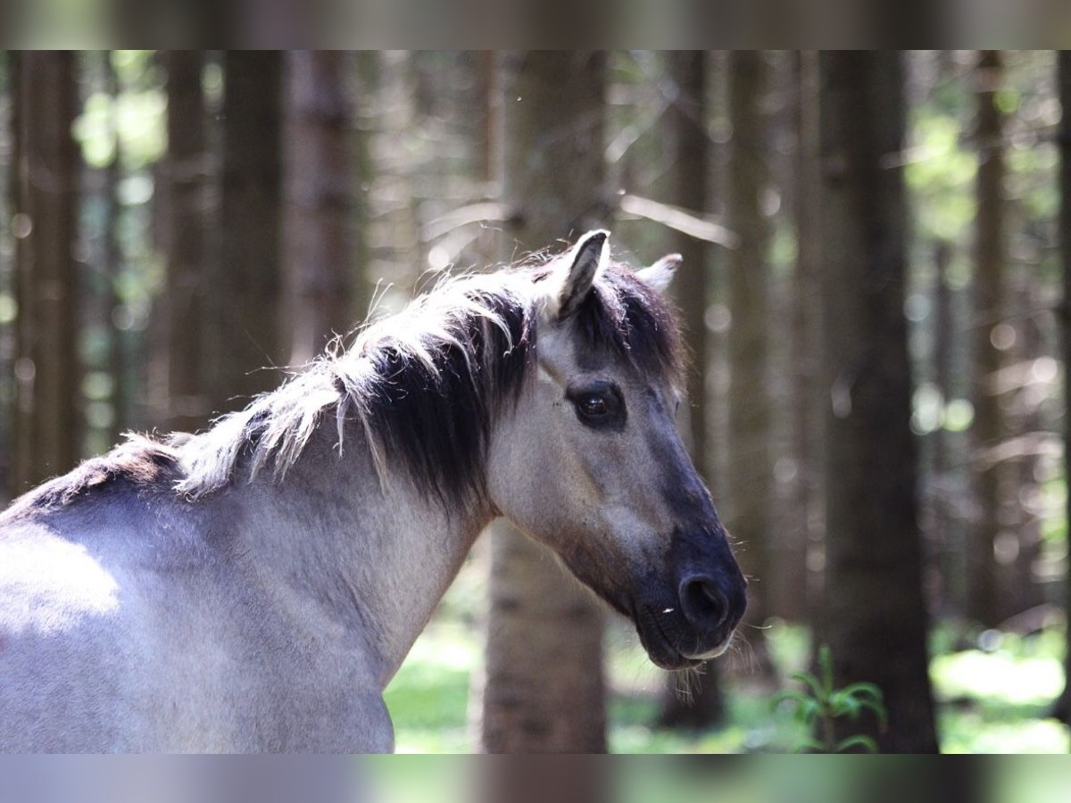 Konik Merrie 23 Jaar 125 cm Falbe in Bremerv&#xF6;rde
