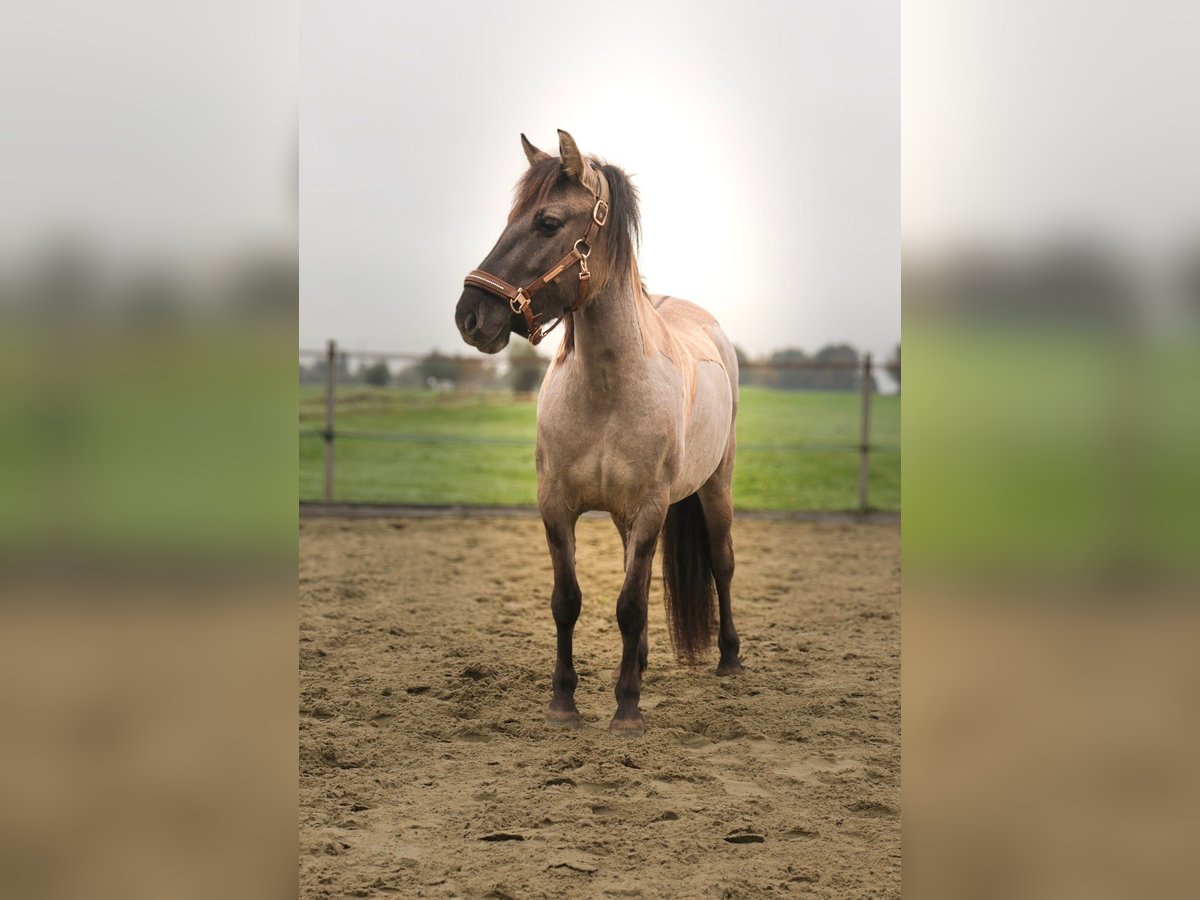 Konik Merrie 2 Jaar 133 cm Grullo in Dordrecht