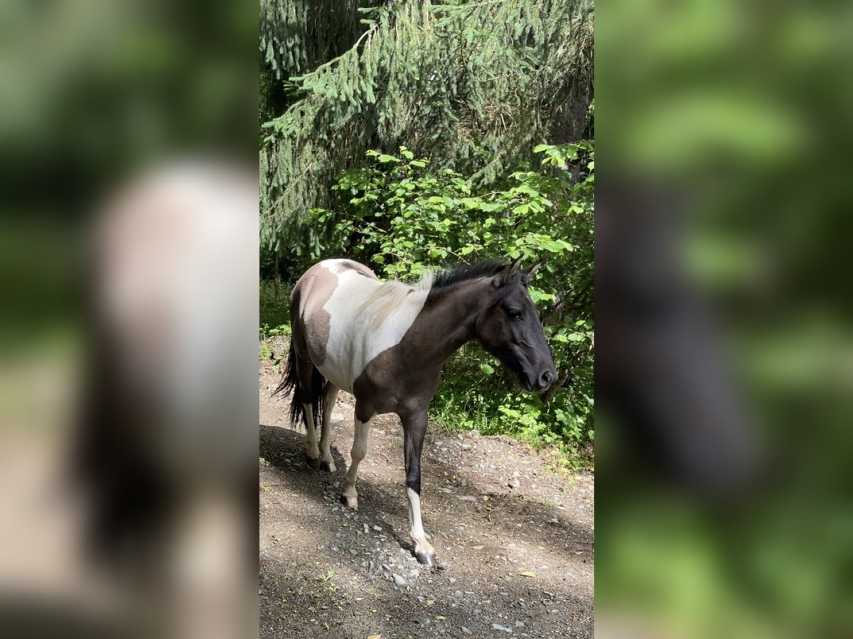 Konik Merrie 2 Jaar 136 cm Gevlekt-paard in Glödnitz