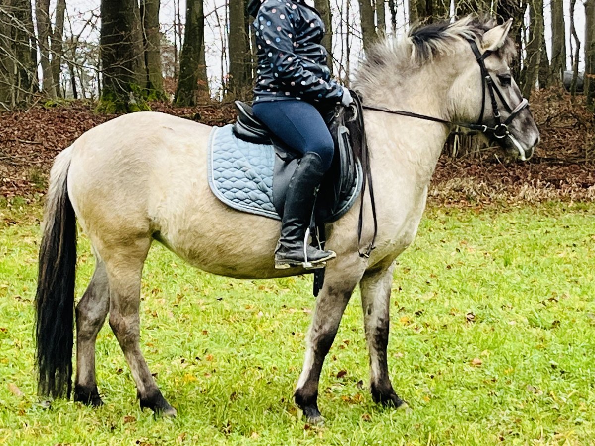 Konik Merrie 4 Jaar 128 cm Grullo in Ursensollen