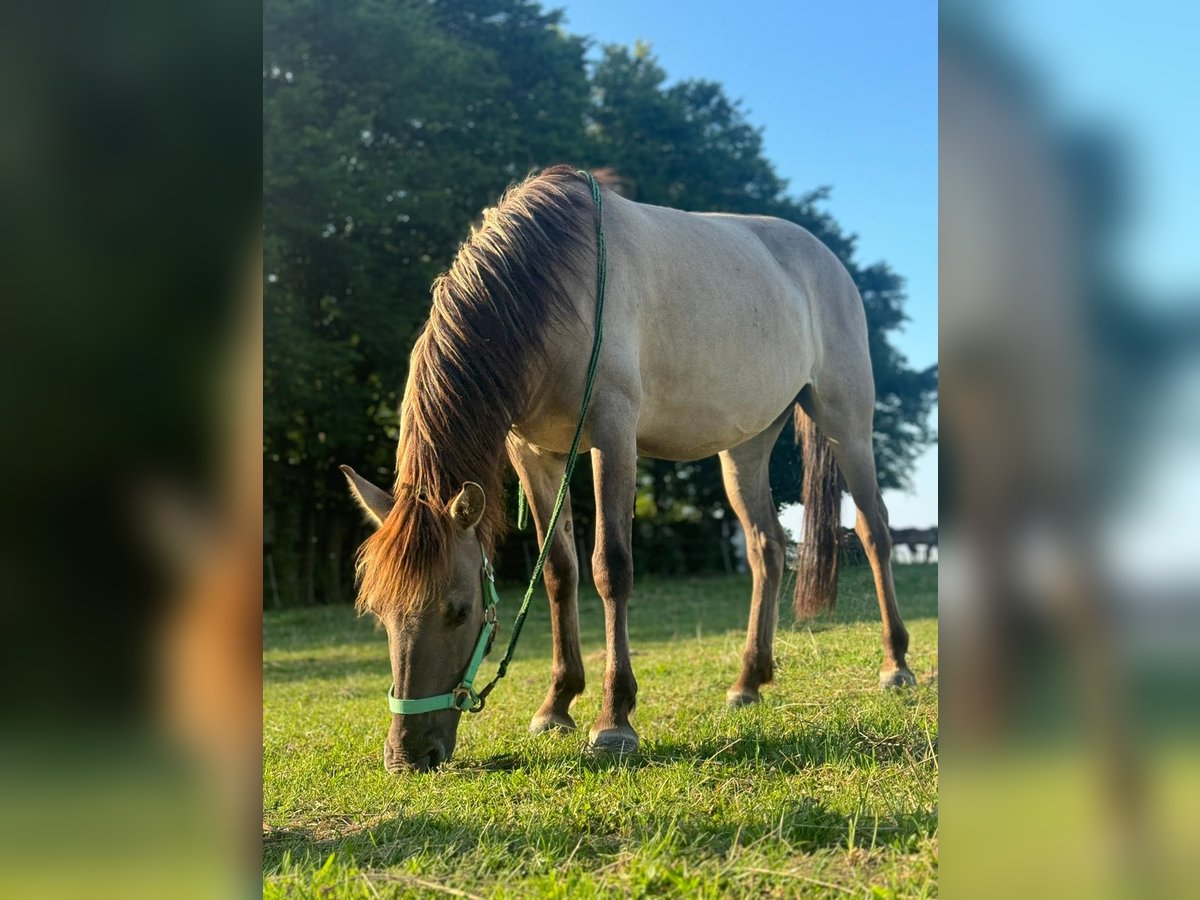 Konik Merrie 4 Jaar 134 cm in Linkenbach