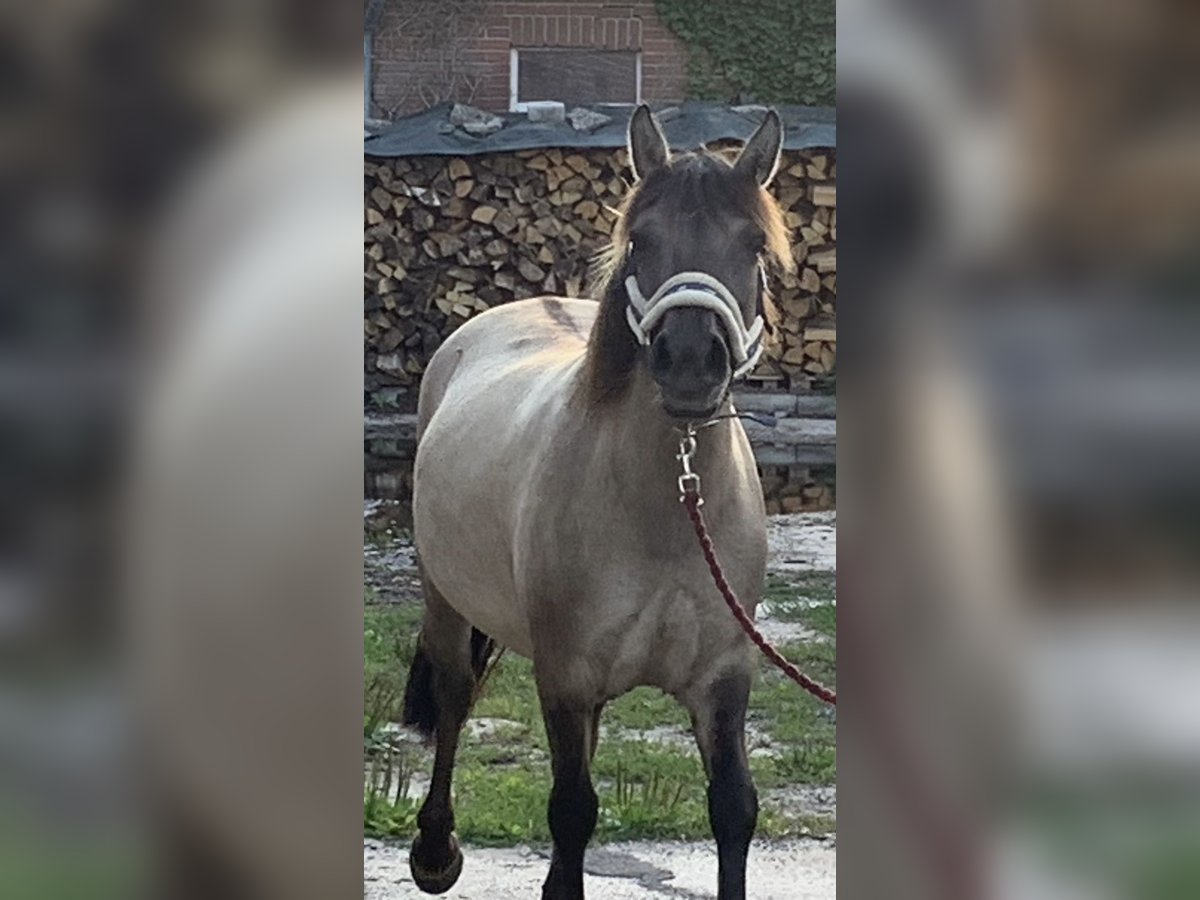 Konik Merrie 6 Jaar 140 cm in Br&#xF6;ckel