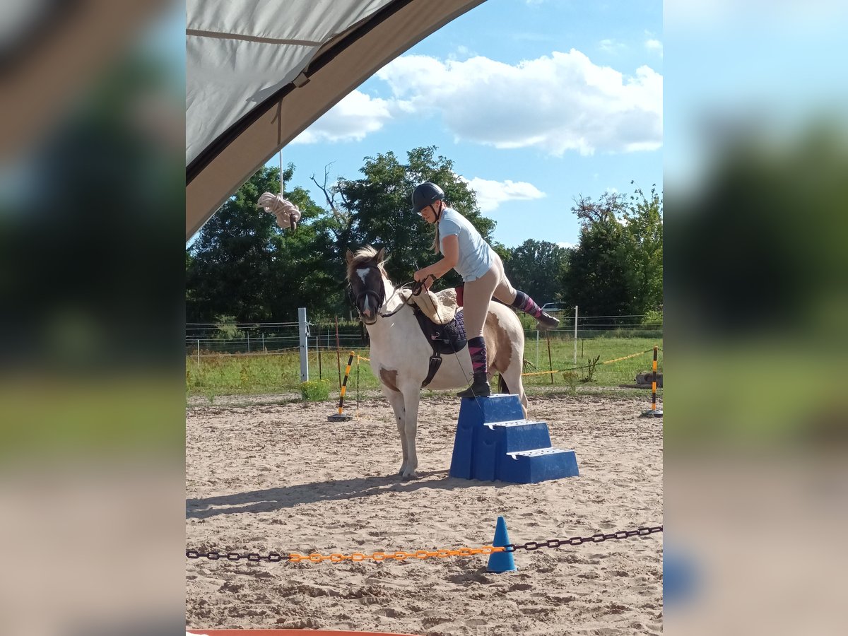 Konik Mix Merrie 6 Jaar 140 cm Gevlekt-paard in Dallgow-Döberitz