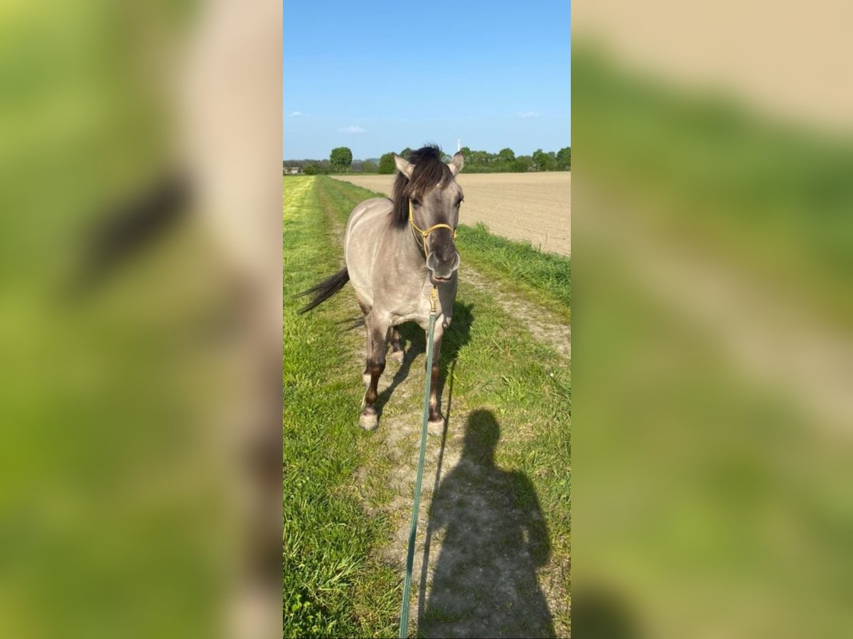 Konik Merrie 7 Jaar 130 cm in Tittmoning