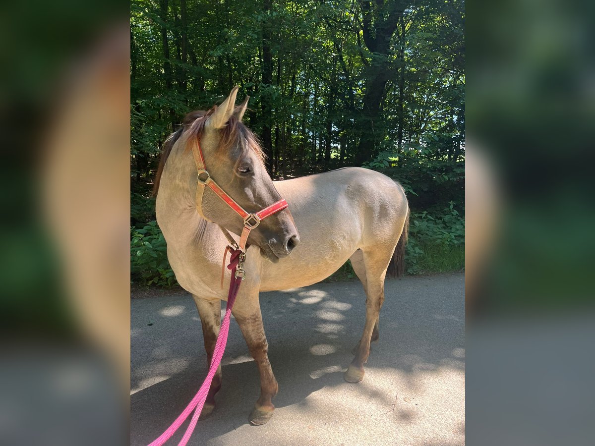 Konik Merrie 7 Jaar 135 cm in Linkenbach