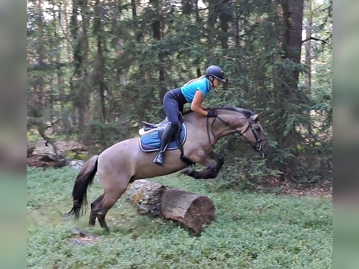 Konik Merrie 7 Jaar 145 cm Falbe in Forst