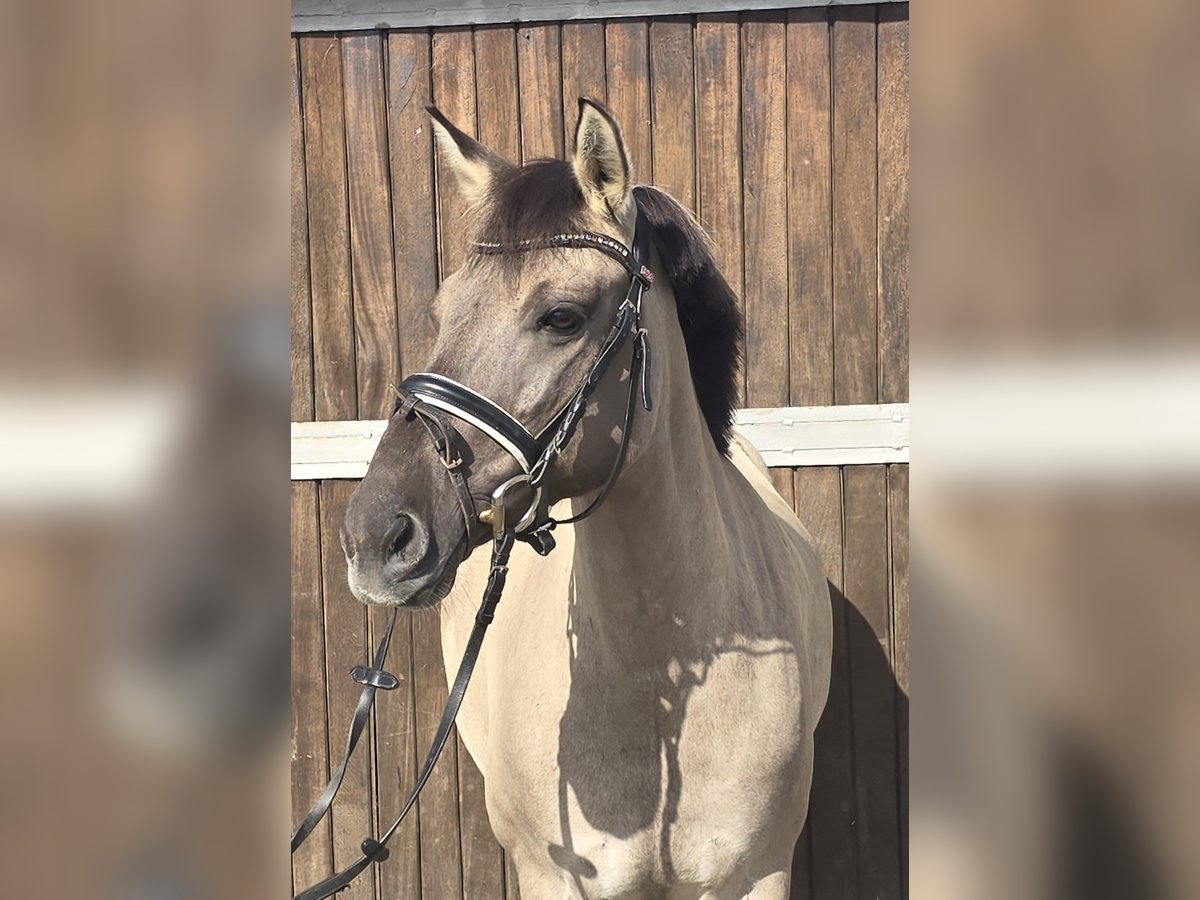 Konik Merrie 8 Jaar 140 cm Falbe in M&#xFC;lheim an der Ruhr