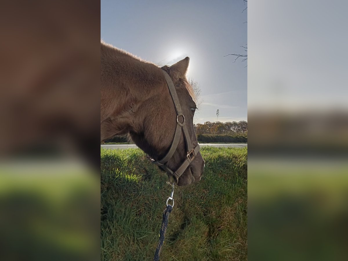 Konik Mix Merrie 9 Jaar 133 cm in Neuenkirchen